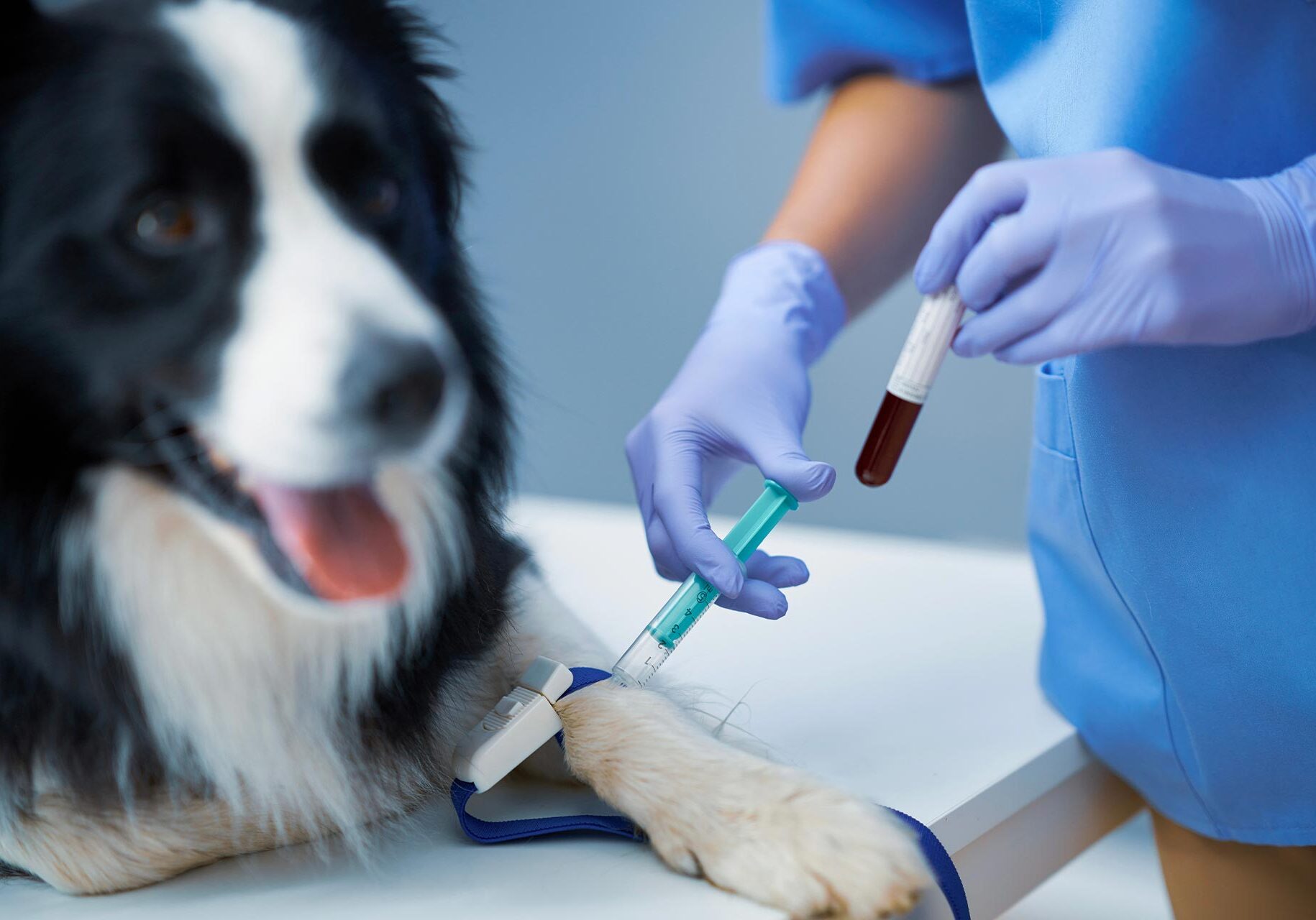 veterinarian performing bloodwork on fluffy black and white dog veterinarian performing bloodwork on fluffy black and white dog
